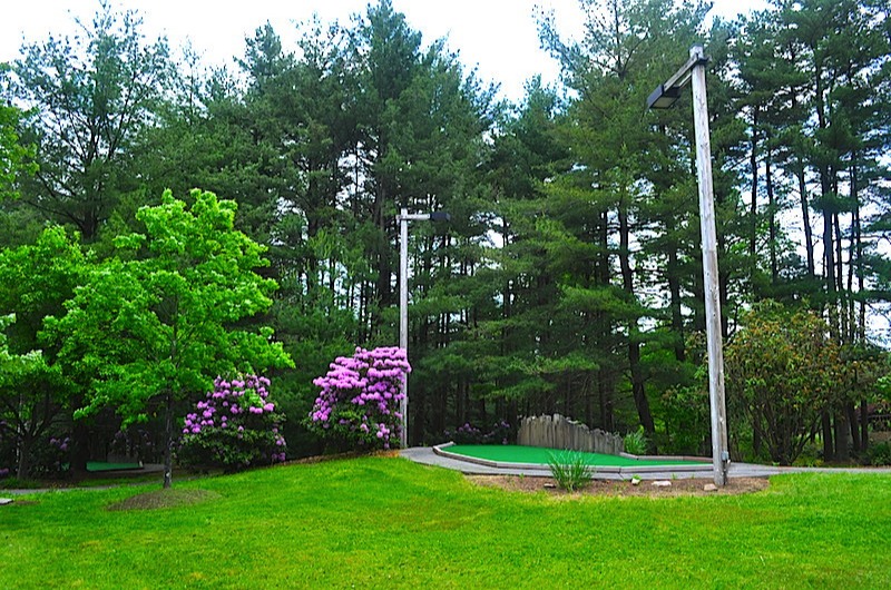 Large Pine Trees Overlook the Course